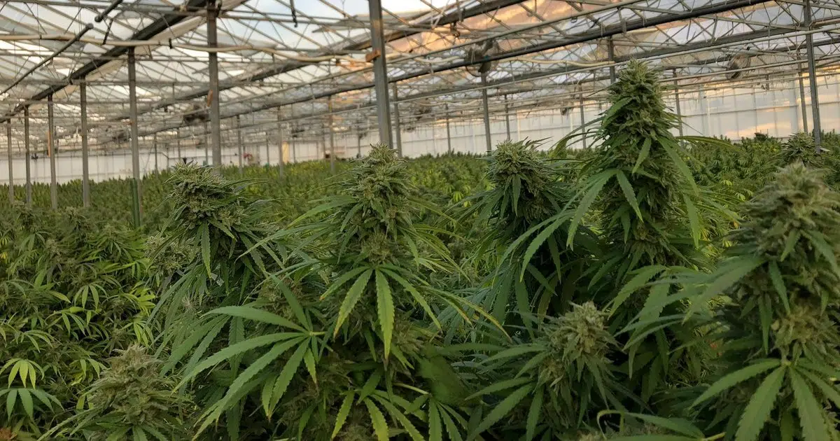 marché du CBD