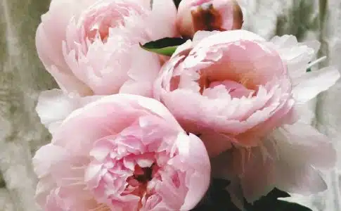 pink roses in close up photography