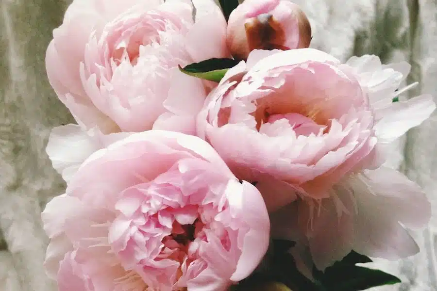 pink roses in close up photography